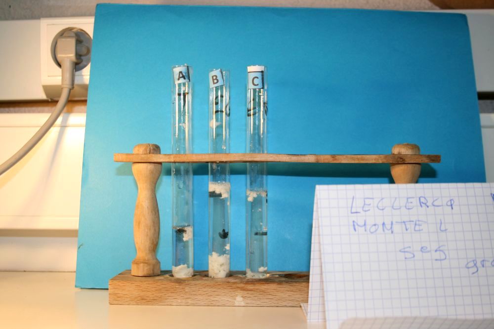 gal/LES_CINQUIEMES/ACTIVITE DIGESTION IN VITRO/Groupe_01/Groupe01_T_00h00min/Groupe01_temps00H00min_8.jpg